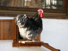 Tiere_017.JPG